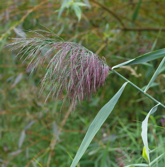 Pflanzenbild gross Schilf - Phragmites australis