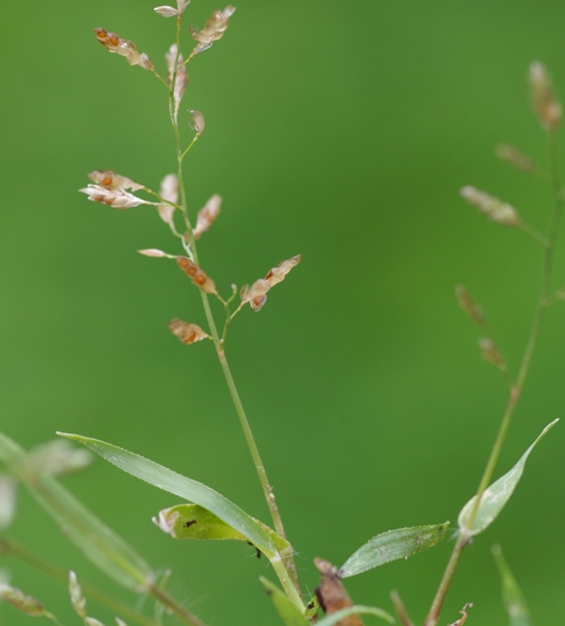 Pflanzenbild gross Kleines Liebesgras - Eragrostis minor