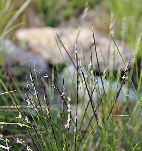 Pflanzenbild gross Borstgras - Nardus stricta