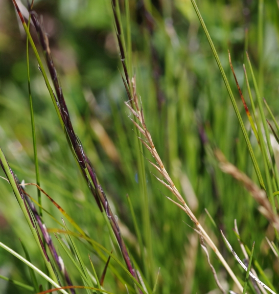 Pflanzenbild gross Borstgras - Nardus stricta