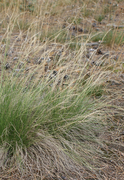 Pflanzenbild gross Borstgras - Nardus stricta