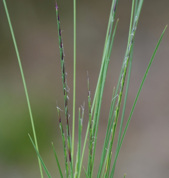 Pflanzenbild gross Borstgras - Nardus stricta