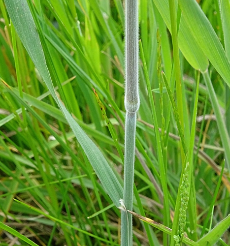 Pflanzenbild gross Wolliges Honiggras - Holcus lanatus