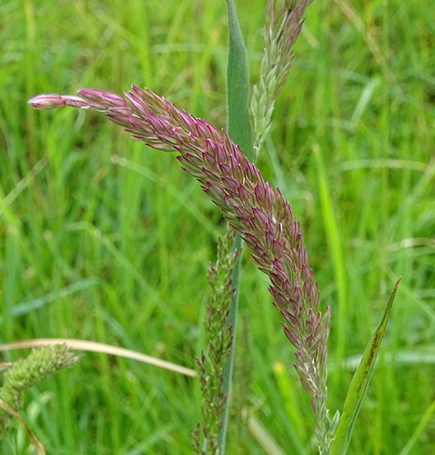 Pflanzenbild gross Wolliges Honiggras - Holcus lanatus