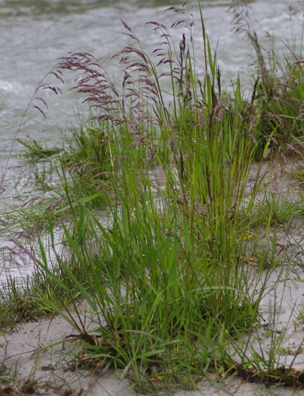 Pflanzenbild gross Rasen-Schmiele - Deschampsia cespitosa