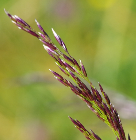 Pflanzenbild gross Rasen-Schmiele - Deschampsia cespitosa