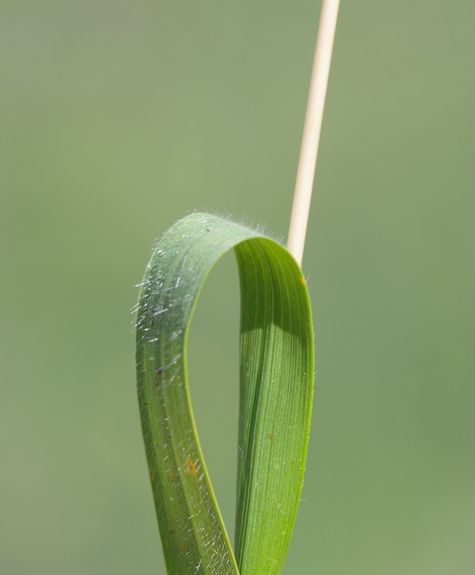 Pflanzenbild gross Wiesen-Goldhafer - Trisetum flavescens
