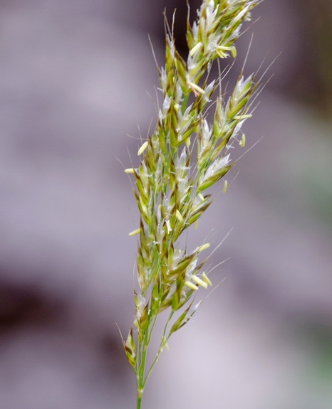 Pflanzenbild gross Wiesen-Goldhafer - Trisetum flavescens