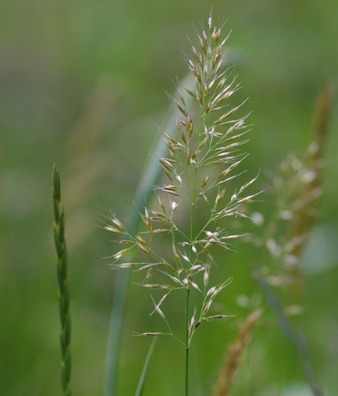 Pflanzenbild gross Wiesen-Goldhafer - Trisetum flavescens