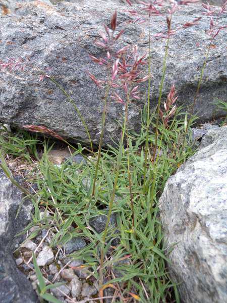 Pflanzenbild gross Zweizeiliger Goldhafer - Trisetum distichophyllum