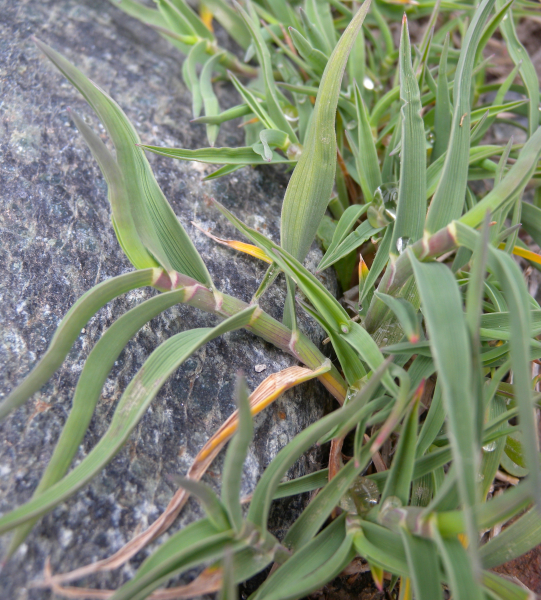 Pflanzenbild gross Zweizeiliger Goldhafer - Trisetum distichophyllum