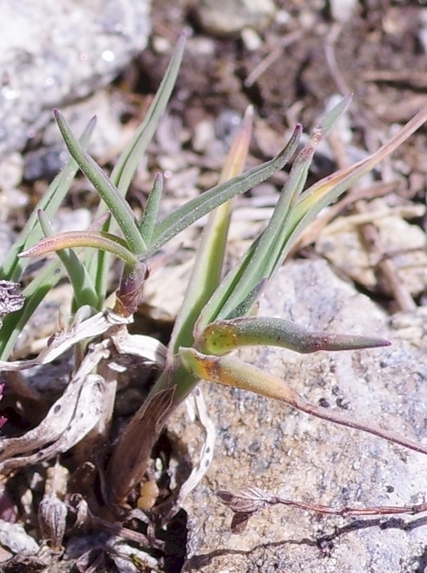 Pflanzenbild gross Zweizeiliger Goldhafer - Trisetum distichophyllum