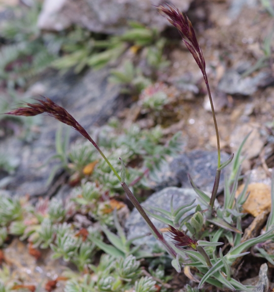 Pflanzenbild gross Zweizeiliger Goldhafer - Trisetum distichophyllum