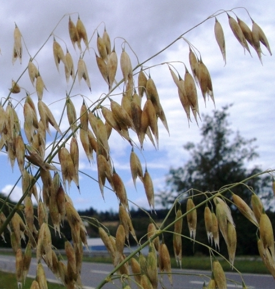 Pflanzenbild gross Saat-Hafer - Avena sativa
