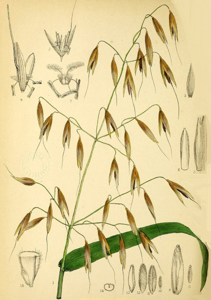 Pflanzenbild gross Saat-Hafer - Avena sativa