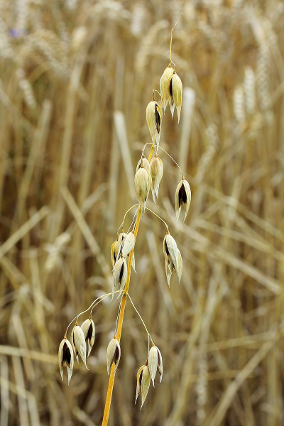 Pflanzenbild gross Saat-Hafer - Avena sativa