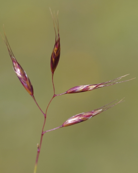 Pflanzenbild gross Bunter Wiesenhafer - Helictotrichon versicolor