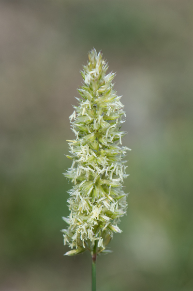Pflanzenbild gross Walliser Kammschmiele - Koeleria vallesiana