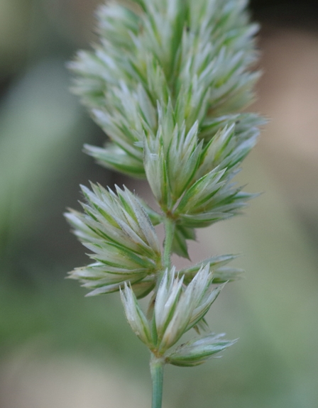 Pflanzenbild gross Walliser Kammschmiele - Koeleria vallesiana