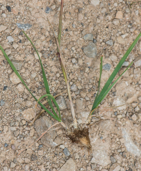 Pflanzenbild gross Walliser Kammschmiele - Koeleria vallesiana