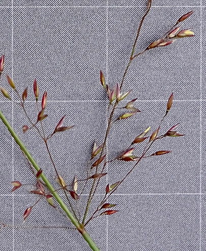 Pflanzenbild gross Haar-Straussgras - Agrostis capillaris