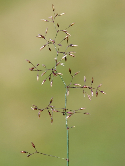 Pflanzenbild gross Haar-Straussgras - Agrostis capillaris