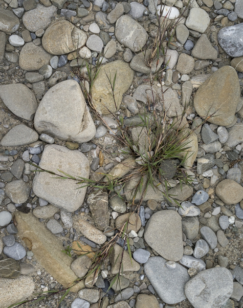 Pflanzenbild gross Kriechendes Straussgras - Agrostis stolonifera