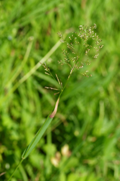 Pflanzenbild gross Kriechendes Straussgras - Agrostis stolonifera