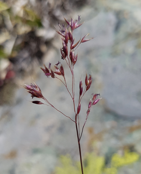 Pflanzenbild gross Alpen-Straussgras - Agrostis alpina