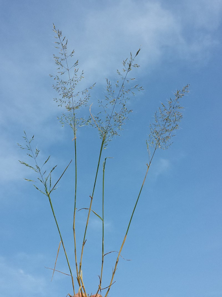 Pflanzenbild gross Acker-Windhalm - Apera spica-venti