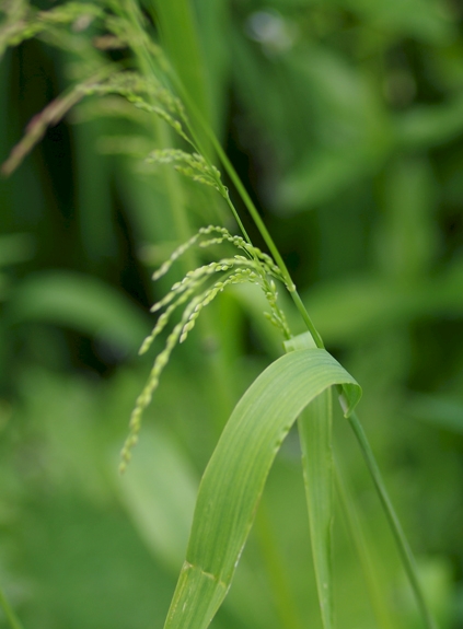 Pflanzenbild gross Waldhirse - Milium effusum