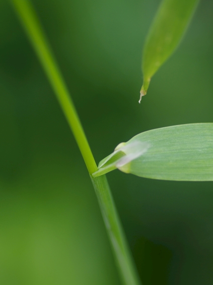 Pflanzenbild gross Waldhirse - Milium effusum