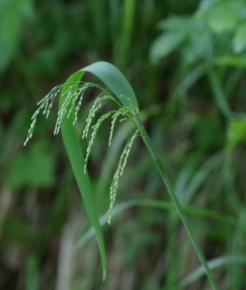 Pflanzenbild gross Waldhirse - Milium effusum
