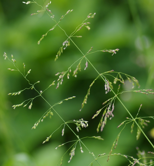 Pflanzenbild gross Waldhirse - Milium effusum