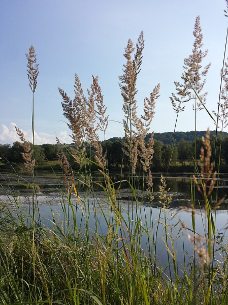 Pflanzenbild gross Land-Reitgras - Calamagrostis epigejos