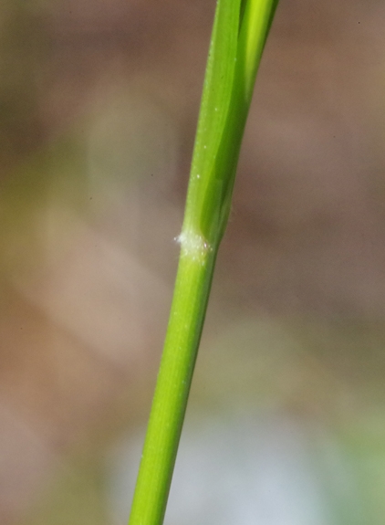 Pflanzenbild gross Wolliges Reitgras - Calamagrostis villosa