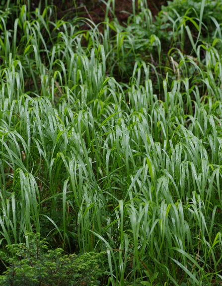 Pflanzenbild gross Wolliges Reitgras - Calamagrostis villosa