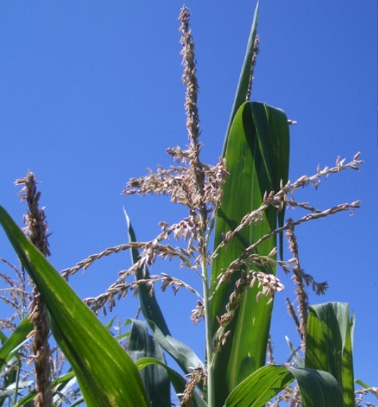 Pflanzenbild gross Mais - Zea mays