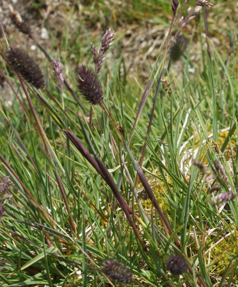 Pflanzenbild gross Alpen-Lieschgras - Phleum alpinum aggr.