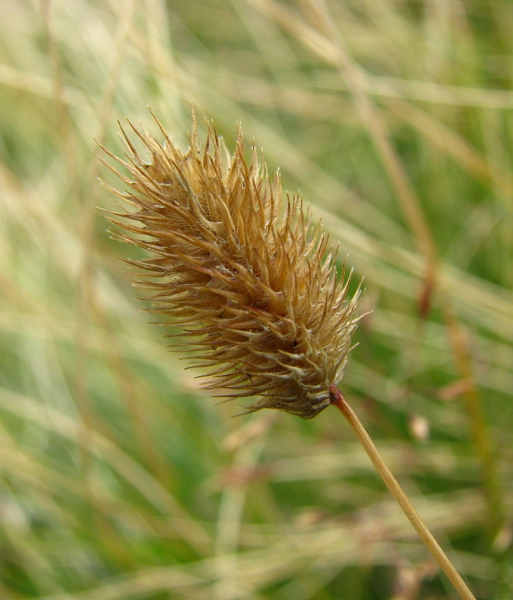 Pflanzenbild gross Alpen-Lieschgras - Phleum alpinum aggr.