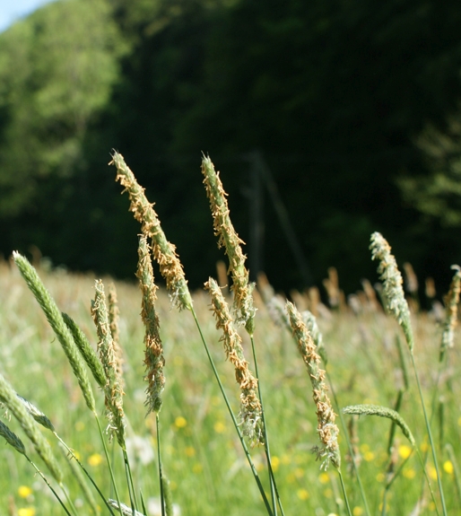 Pflanzenbild gross Wiesen-Fuchsschwanz - Alopecurus pratensis