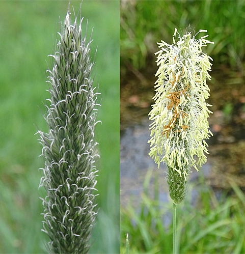 Pflanzenbild gross Wiesen-Fuchsschwanz - Alopecurus pratensis