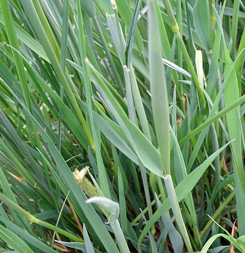 Pflanzenbild gross Wiesen-Fuchsschwanz - Alopecurus pratensis