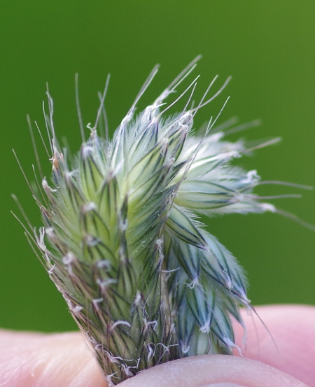 Pflanzenbild gross Wiesen-Fuchsschwanz - Alopecurus pratensis