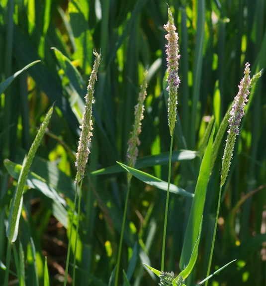 Pflanzenbild gross Acker-Fuchsschwanz - Alopecurus myosuroides