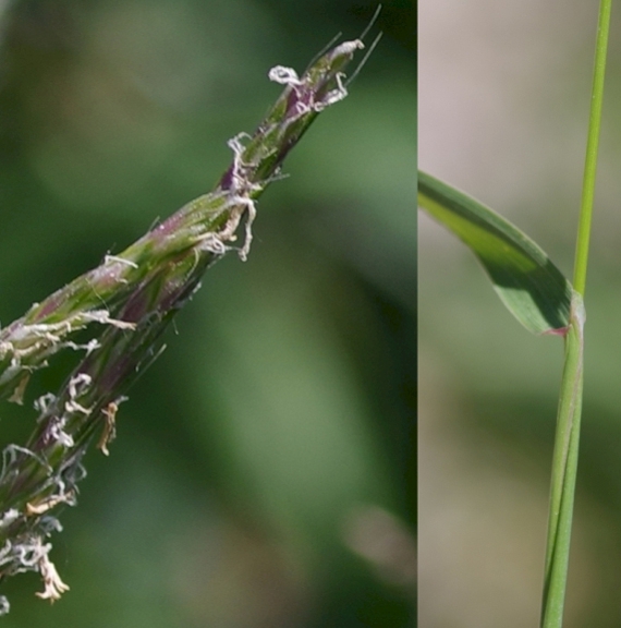 Pflanzenbild gross Acker-Fuchsschwanz - Alopecurus myosuroides