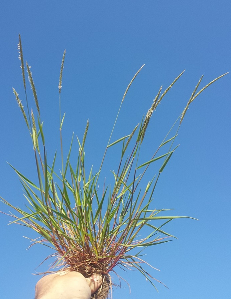 Pflanzenbild gross Acker-Fuchsschwanz - Alopecurus myosuroides