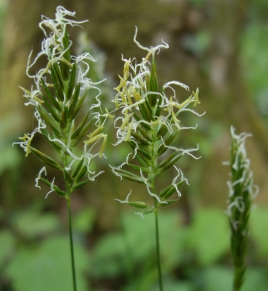 Pflanzenbild gross Duftendes Ruchgras - Anthoxanthum odoratum