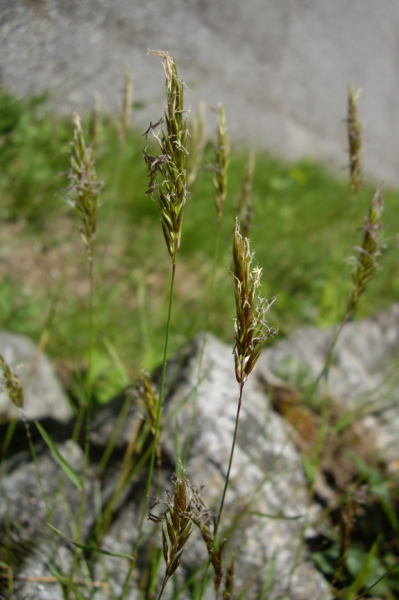 Pflanzenbild gross Duftendes Ruchgras - Anthoxanthum odoratum