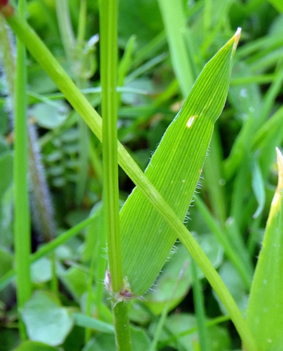 Pflanzenbild gross Duftendes Ruchgras - Anthoxanthum odoratum